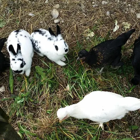 Kamp alanı Mobilheim Seezauber *